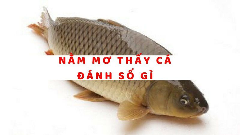 Nằm mơ thấy cá đánh số gì